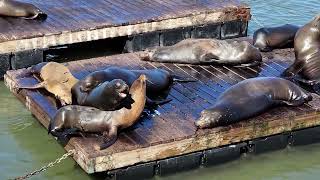 SF Sealions 2/2