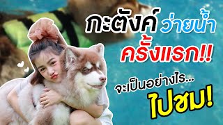 ไอ้ต้าว กะตังค์ #อลาสกันมาลามิวท์ ว่ายน้ำครั้งแรก จะรอดหรือล่ม | ตามติดแตร