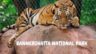 BANNERGHATTA NATIONAL PARK | Jungle Safari | Zoo