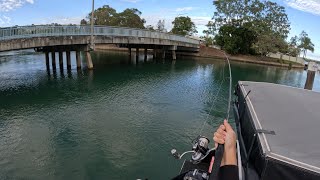 Noosa River Fishing - Trevally Smokings