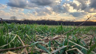 Chasing Grass? Do this NOW if you have overgrazed!