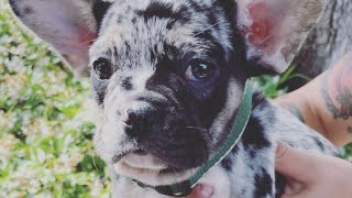 Melanie Martinez & Coach Wave's NEW DOG?!