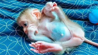 Beautiful Day With Cute Baby Monkey Ella | Daily life baby monkey Ella