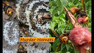 Murder Hornets Hunting | Arunachal Pradesh North East India