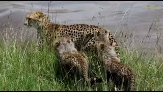 Cheetah Trying to Cross River with Cubs | Great Plains Conservation