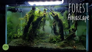 SETUP Forest Aquascape PART 2|Membuat Aquascape|水草造景