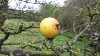 LEAF Tree Facts - Crab Apple