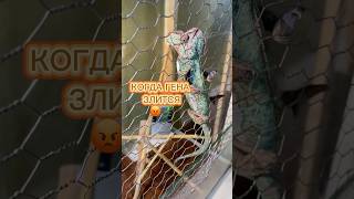 КОГДА ГЕНА ЗЛИТСЯ.. 😱🦎 #хамелеон хамелеон меняет цвет