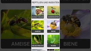 Reptilien und Insekten 🐞 🇩🇪.#@Spokengerman05