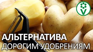 ВОТ ПОЧЕМУ НЕЛЬЗЯ ВЫБРАСЫВАТЬ КАРТОФЕЛЬНЫЕ ОЧИСТКИ! Используем вместо дорогих удобрений