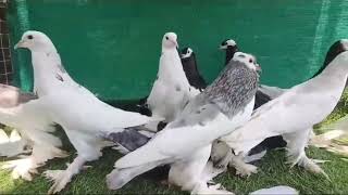 pouter, masakkalii, Lahori, sehrazi, homer some famous fancy pigeon breeds