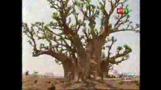 A la decouverte du Baobab un arbre mystique  et Embleme du Senegal