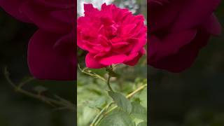 Rose flowers🥀 || Home Gardening | #rose #gardening #flowers #youtubeshorts