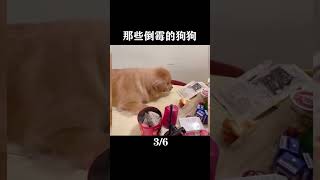 那些倒霉的狗狗3#搞笑 #社死 #搞笑視頻