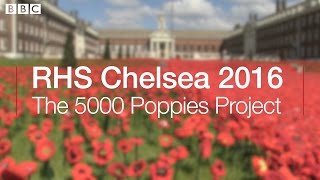 RHS Chelsea 2016: The 5000 Poppies Project