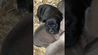 Black Bully Puppy