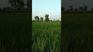 rice condition for spray #shorts #rice #condition