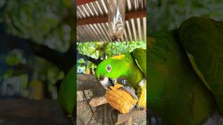 LORA EXÓTICA #shorts #short #shortvideo LORO , Pájaro