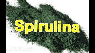 Should You Add Spirulina Powder to Your Breakfast ?