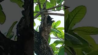 Nestlings In A Tree Hole #adorable #lovely #birds #myna #happy #beautiful #enjoyment #nature #shorts