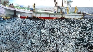 The process of catching and processing flying fish, catching hundreds of tons of flying fish