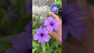 Summer ka petunia plant #petunias #youtube #gardening #flowers