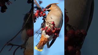 Bohemian Waxwings  The Drunk Birds #shorts