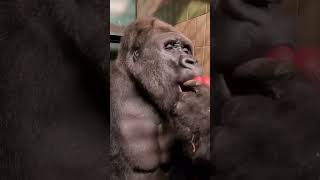 Gorilla