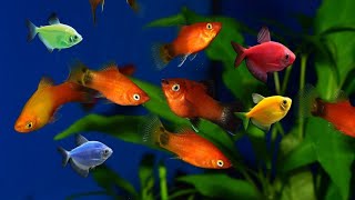 Can glofish tetras and Platy fish live together? Can platys and glofish share the same fish tank?