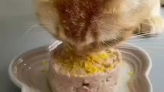 The duck won't stop stealing the cat's food