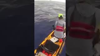 Kayaker has a close encounter with a huge tiger shark 😱🦈