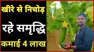 मालामाल खीरा 🥒 profit, variety । खीरे ने बदल दी तकदीर । Poli house cultivation in cucumber