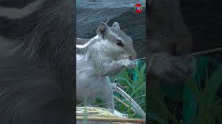 What Do Squirrels Eat? Squirrel Eating #shorts #squirrel