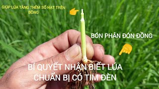 Bí quyết này là hiệu quả nhất để nhận biết lúa chuẩn bị có tim đèn trên ruộng lúa xạ dầy 30kg/1c