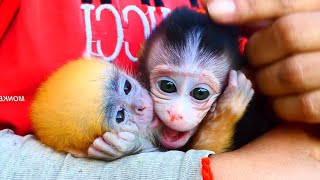 WOW!!! Baby monkey Yellow she make a face is cute and sweet with baby Tom