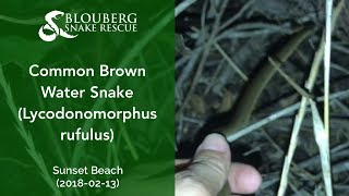 Common Brown Water Snake rescued near Sunset Beach (20180212)