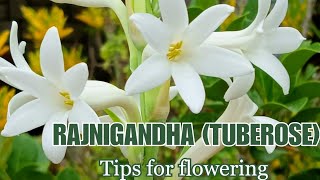 How to Care for Rajnigandha/Tuberose Plants (Tips for Flowering)