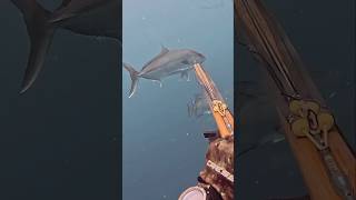 In too deep? #shorts #spearfishing #amberjack #fishdip #fyp #youtube #subscribe #ocean