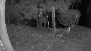 Fox chases poor raccoon away from bird feeder...wait for it!