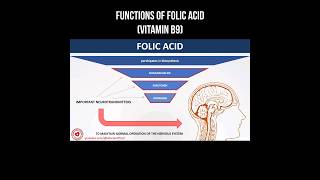 Functions of folic acid (vitamin B9) #folicacid #vitaminb9 #vitamins #health