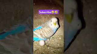 Nighty🤣😂 subscribe please🤩 #funny_chicken#funnyvideo #kozhi_koothugal#birds #kozhikoovuthu#lovebird