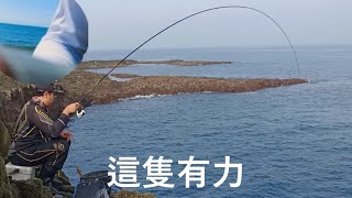 澎湖屈爪嶼臭肚天堂2023/03/24