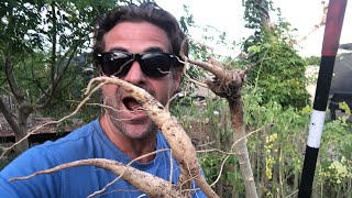 Intensive Moringa bed - bare rooting 154 moringas - Ep 245