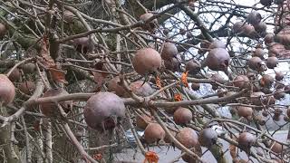 Mispel Medlar 2018 (Mespilus germanica)