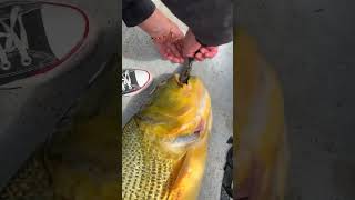 Dorado comiendo boga en Salto Uruguay