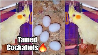 Tamed Cockatiels, Breeding Pair of Cockatiels in Delhi + Breeding Progress of Budgies (Hindi)