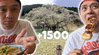 EU AMO TUDO ISSO: Sakura e Comida Típica: Conhecendo uma SAKURA de mais de 1500 anos! | NA FOLGA 481