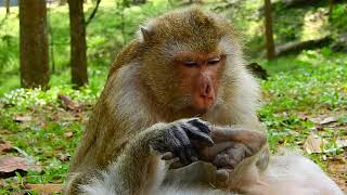 Good Mom..! Mom Groom Baby Monkey With Her Warm Heart, Pity Poor Baby Monkey Rex.