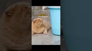 MemeLucu #kucinglucu #kucingimut  #kucingviral #kucingmanja #kucinglovers