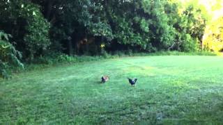 Chickens competing to get and eat a mouse